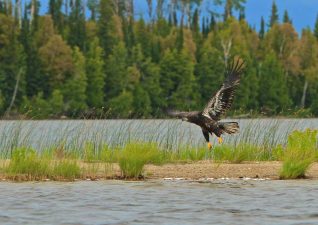 algoma-birdwatching-gourlaylake