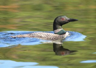 algoma-birdwatching-loon