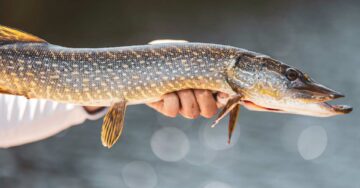 northern-pike-header-img