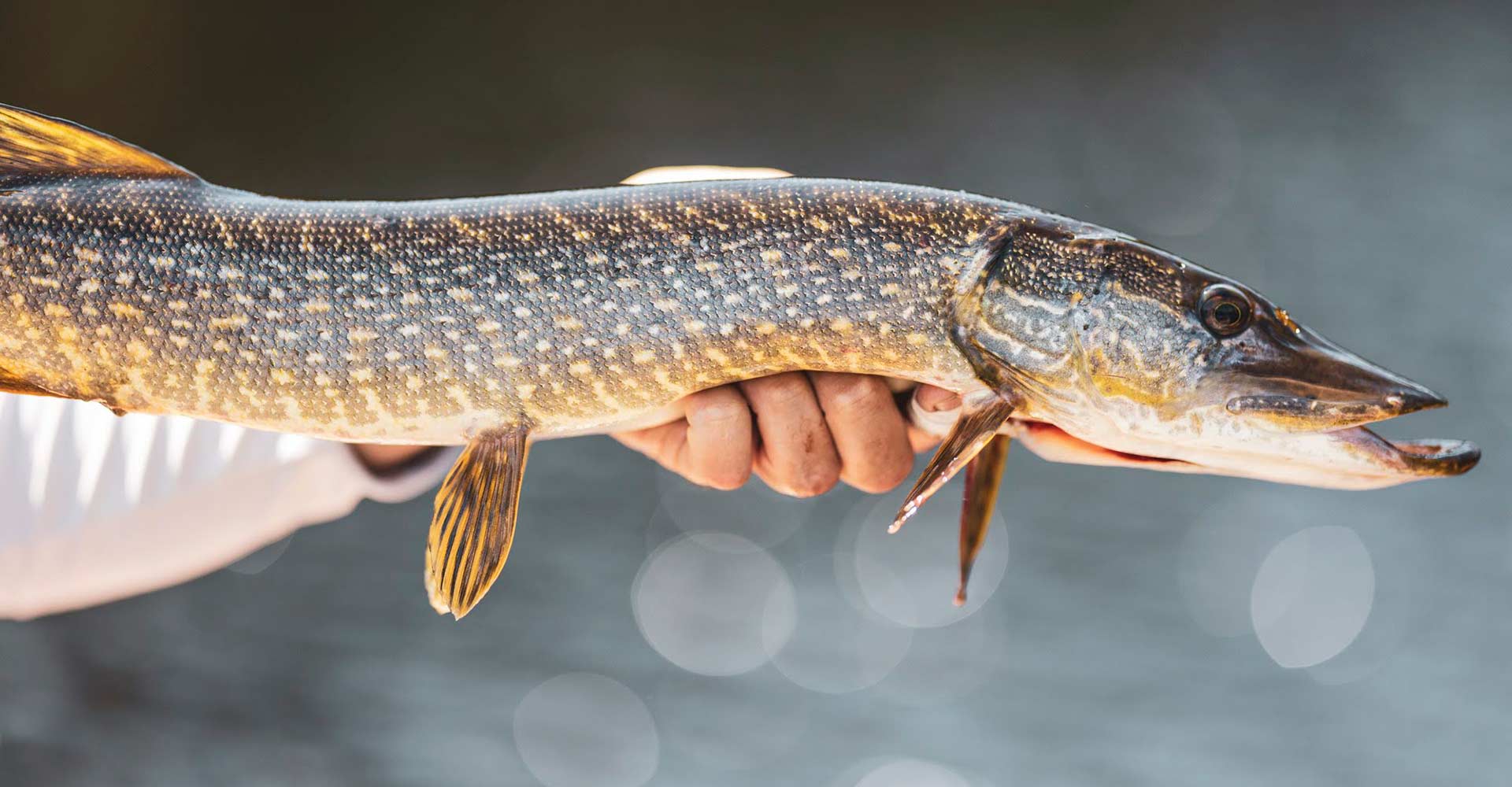 northern-pike-header-img