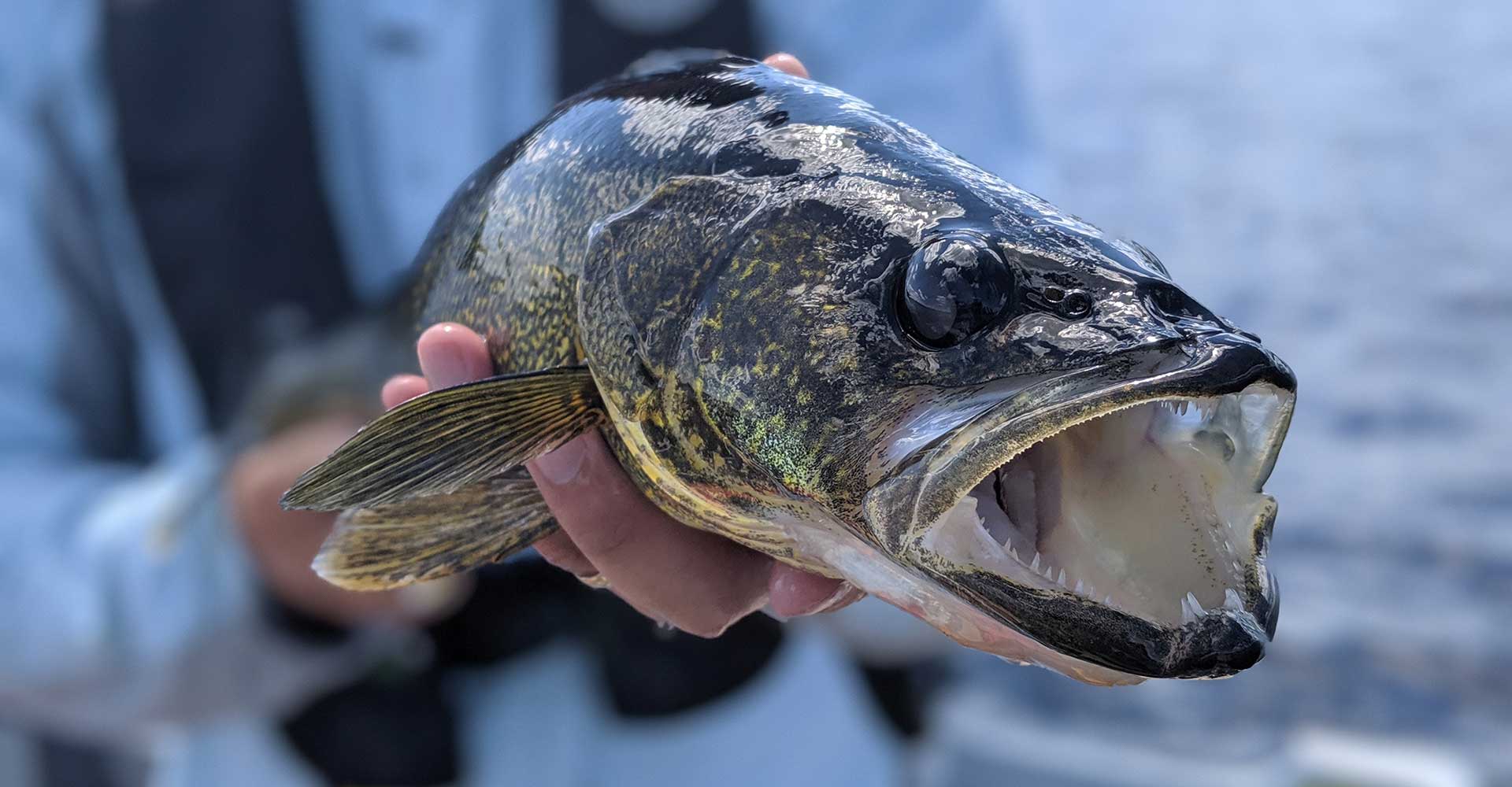 walleye-closeup