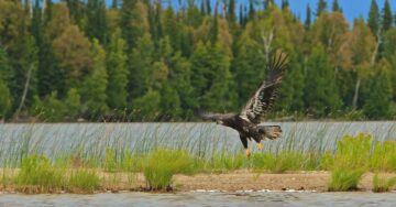 Gourlay-lake-hawk