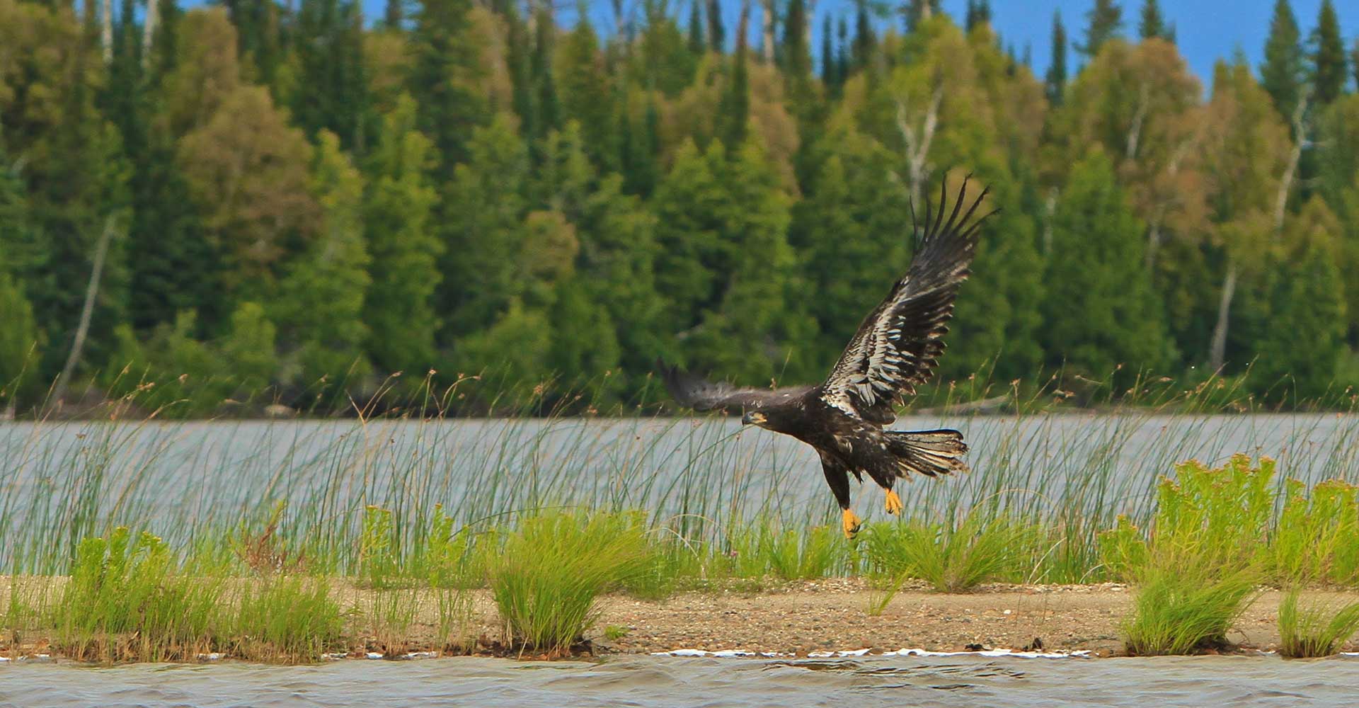 Gourlay-lake-hawk