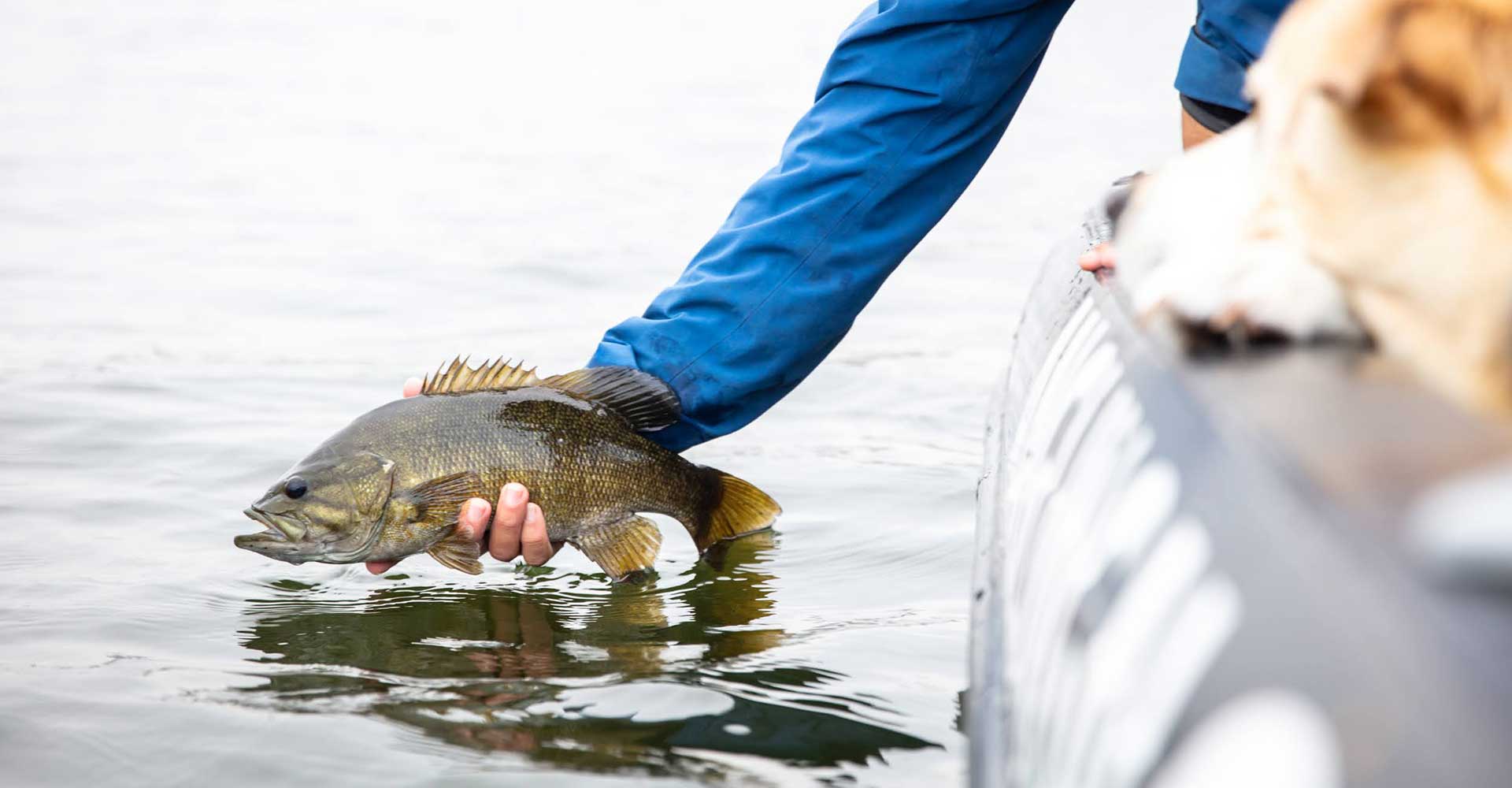 algoma smallmouth bass